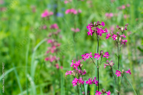 Blur. Silene viscaria in the foreground of a green flowering meadow. Natural background