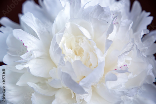 Closeup of white peony with gentle delicate petals