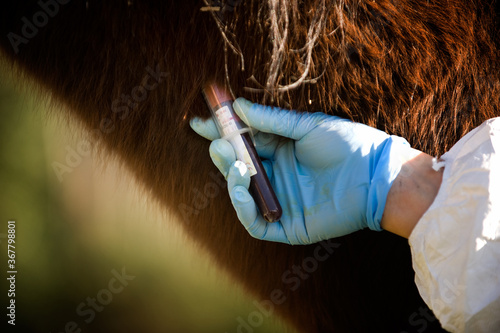 veterinarian performs blood samples on a buffalo cow for virus research photo