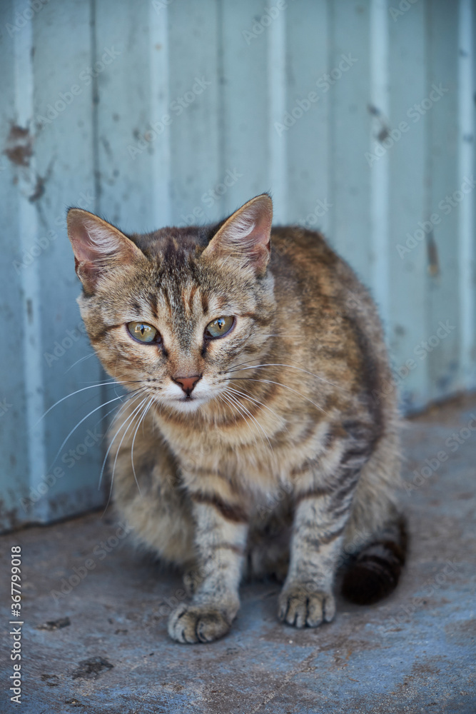 scottish straight tabby and white kitten