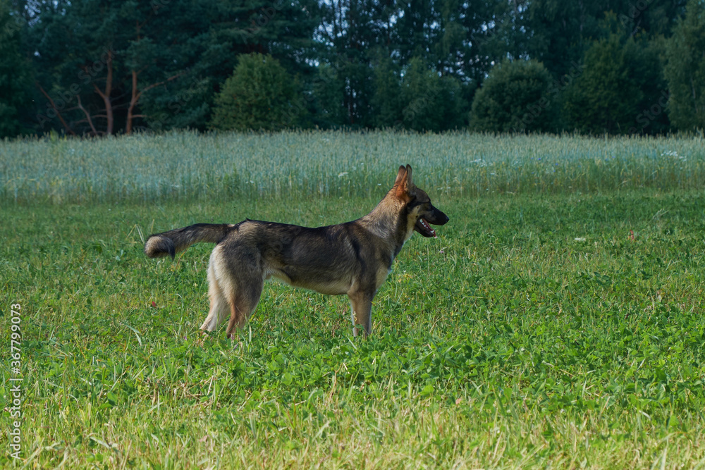 dog on the grass in the park. Golden retriever in nature. Pet for a walk dog on the grass in the park. Golden retriever in nature. Pet for a walk