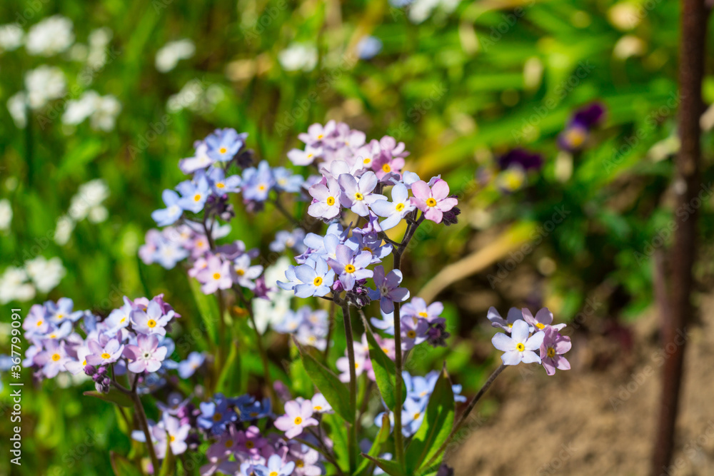 Forget-me-nots (lat. Myosótis) are pink and blue, growing in nature .