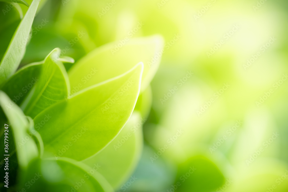 Concept nature view of green leaf on blurred greenery background in garden and sunlight with copy space using as background natural green plants landscape, ecology, fresh wallpaper concept. Concept nature view of green leaf on blurred greenery background in garden and sunlight with copy space using as background natural green plants landscape, ecology, fresh wallpaper concept.