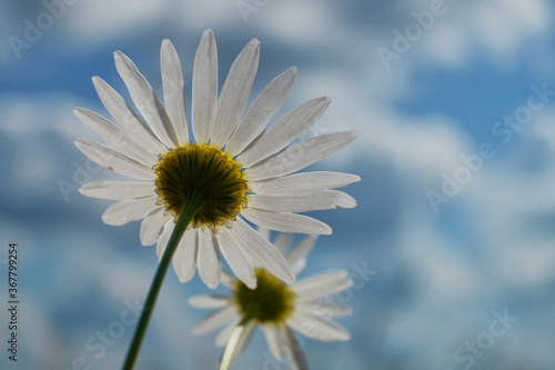 White camomiles close-up. Wildflowers on a background of blue sky. Spring landscape Field of daisies  blue sky and sun.