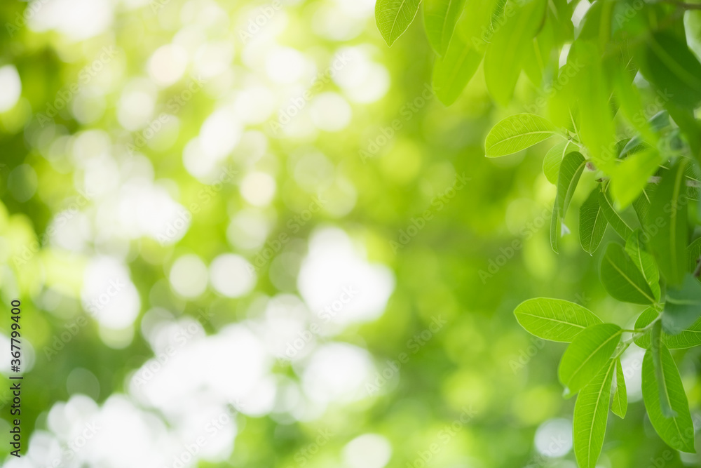 Concept nature view of green leaf on blurred greenery background in garden and sunlight with copy space using as background natural green plants landscape, ecology, fresh wallpaper concept. Concept nature view of green leaf on blurred greenery background in garden and sunlight with copy space using as background natural green plants landscape, ecology, fresh wallpaper concept.
