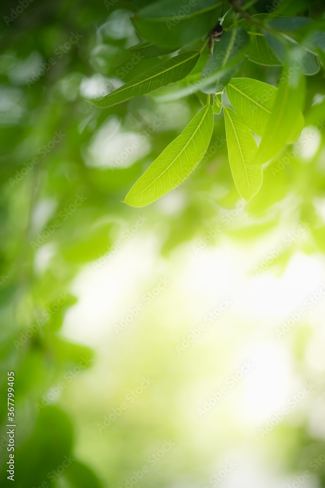 Obraz premium Concept nature view of green leaf on blurred greenery background in garden and sunlight with copy space using as background natural green plants landscape, ecology, fresh wallpaper concept.