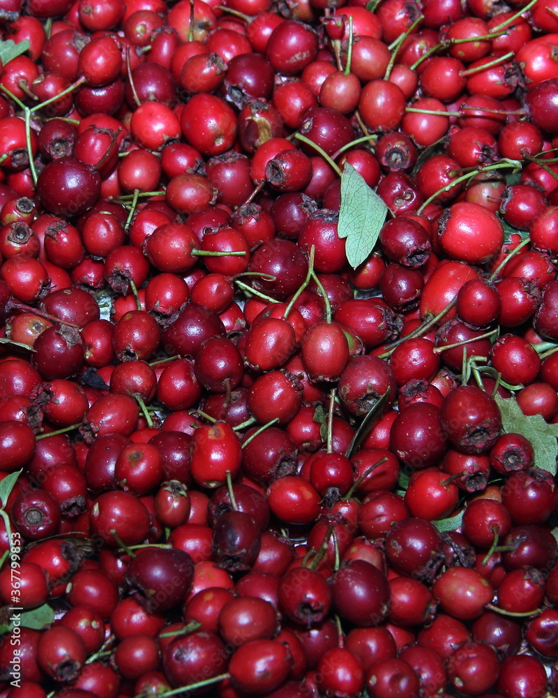 Juicy red berries of hawthorn fruit. Collecting fruits of medicinal plants.