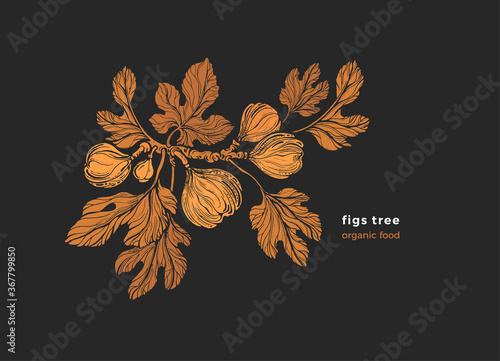 Figs plant. Vector art illustration. Texture print