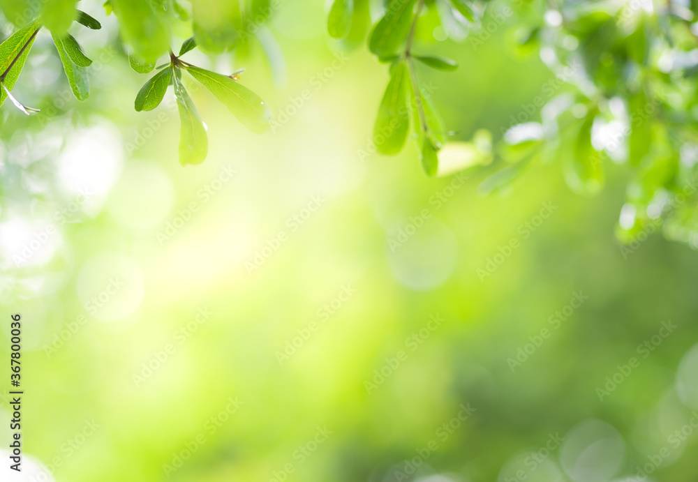 Close up view of green leaf on greenery blurred background and sunlight in garden using for natural green plant ,ecology and copy space for wallpaper and backdrop. Close up view of green leaf on greenery blurred background and sunlight in garden using for natural green plant ,ecology and copy space for wallpaper and backdrop.