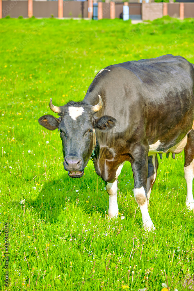 black and white cow grazing on meadow. Russian ecological farm