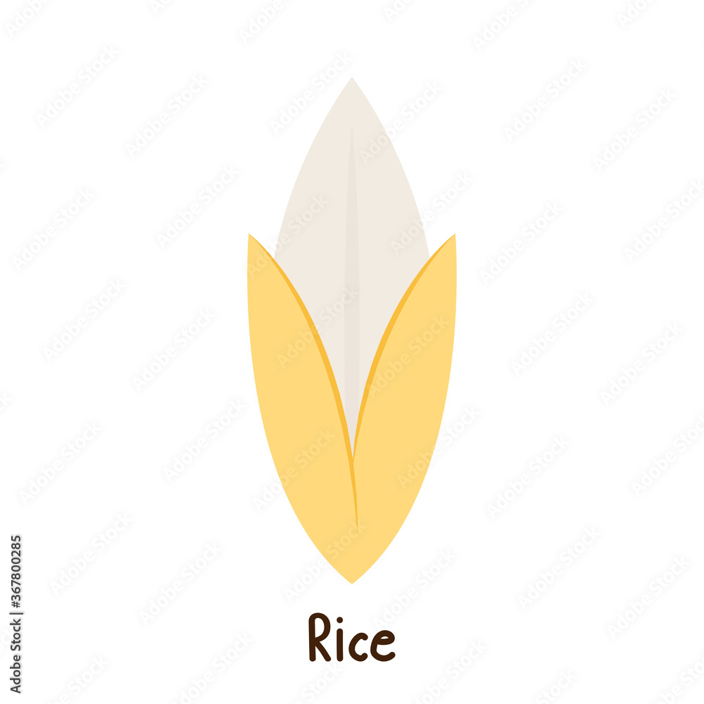 Rice seed vector. Rice seed on white background. paddy. Rice seed vector. Rice seed on white background. paddy.