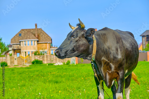 black and white cow in green grassy summer meadow under blue sky. Russian ecological farm