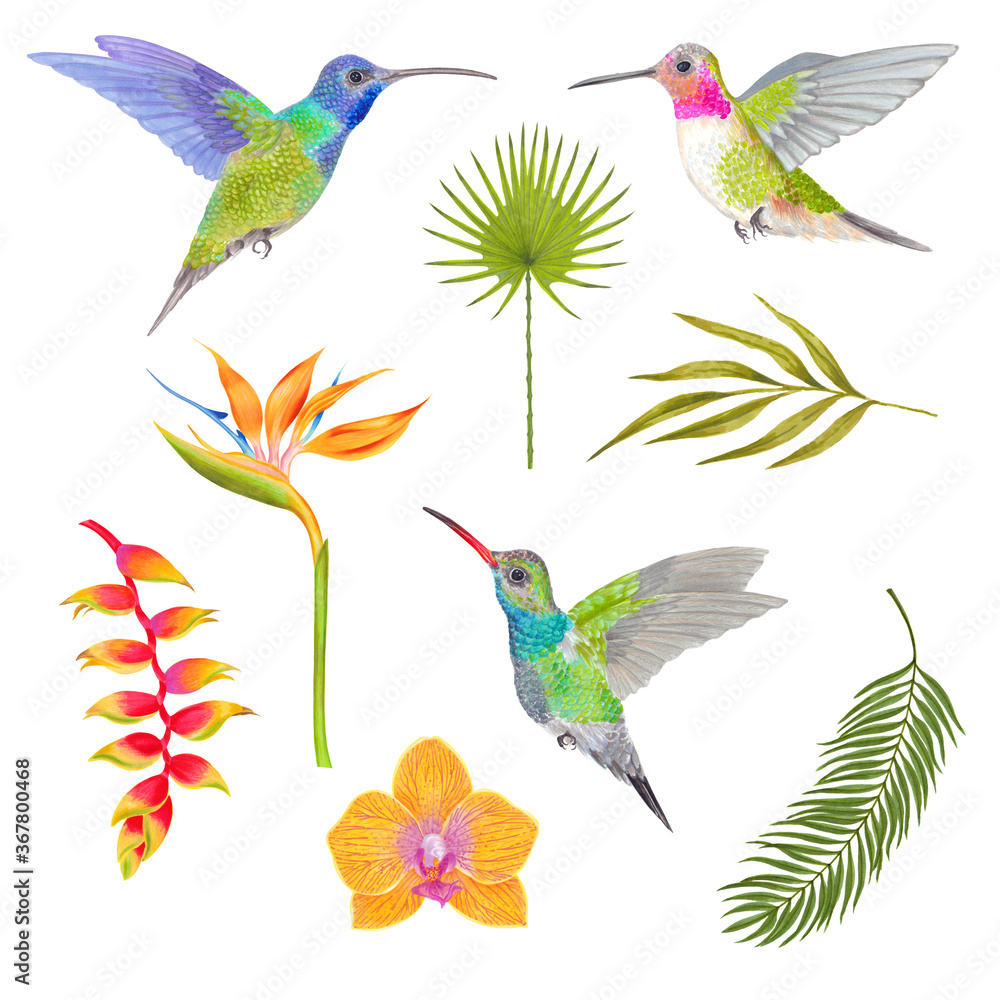 Obraz premium Watercolor tropical orchid flower, areca palm, fern frond and heliconia, strelitzia flower background with humminbird colibri birds.