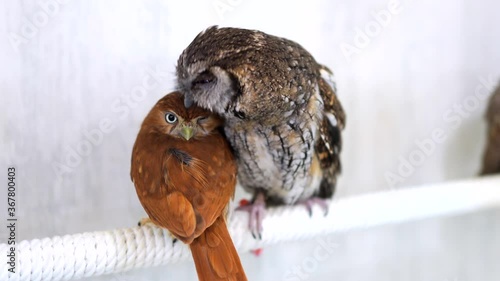 Tropical Screech Owl Ferruginous Pygmy Owl Close-up portrait on white background Focused on the eyes photo