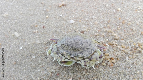 This crab is call Hanuman crab that lives in shallow water on the beach. The shell is quite round and piky.