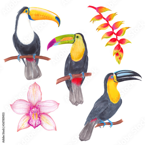 Watercolor tropical toucan bird set with orchid flower and banana flower. Cololful tropic background isolated on white. photo