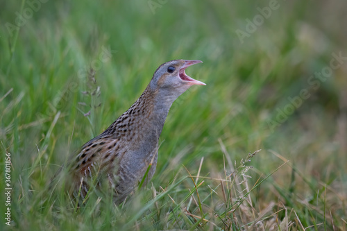 Wachtelkönig (Crex crex)