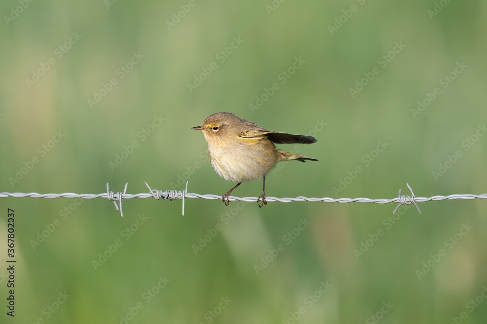 Obraz premium Zilpzalp (Phylloscopus collybita)
