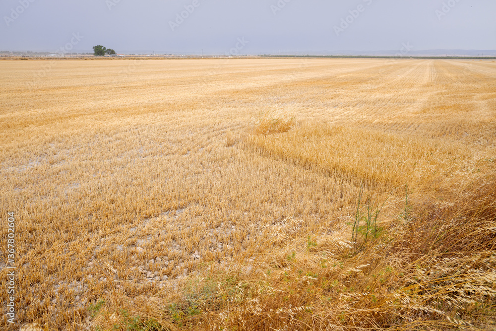 Cut and dry cereal field in the dry summer season in Castilla, Spain.