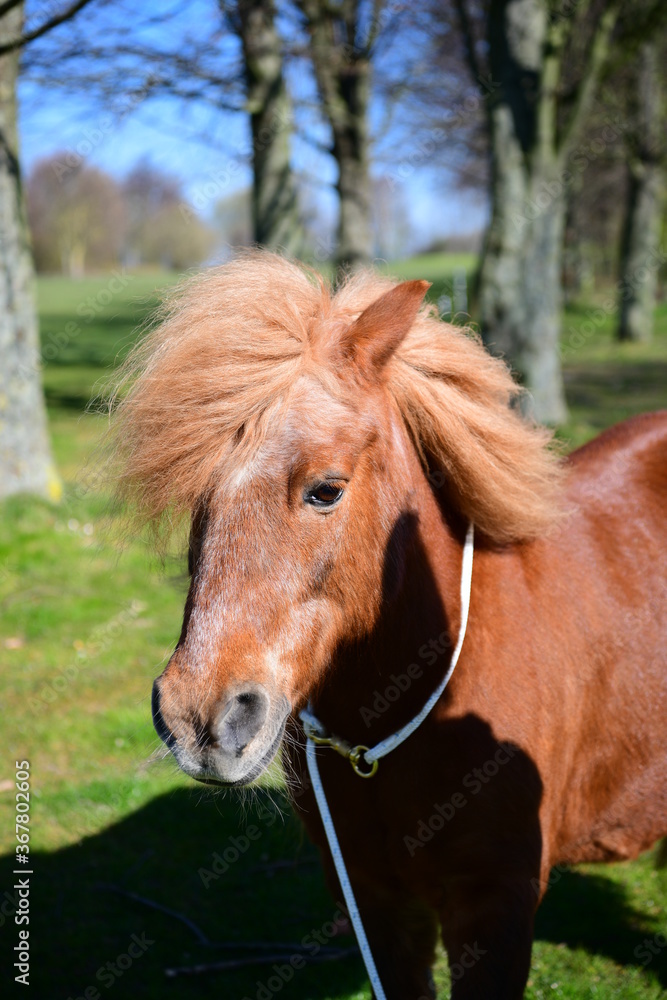 Obraz premium Shetlandpony