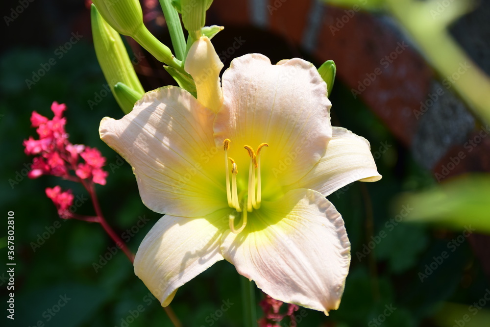 Fototapeta premium yellow flower