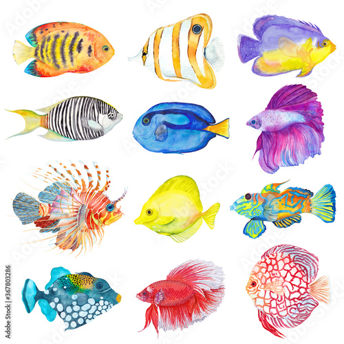Watercolor colorful set fishes. Flame angelfish, Copperband Butterflyfish, Purple mask angelfish, Zebra angelfish, Blue Tang, Betta splendens, Lion, Yellow tang, Mandarine, Trigger, Red discus 