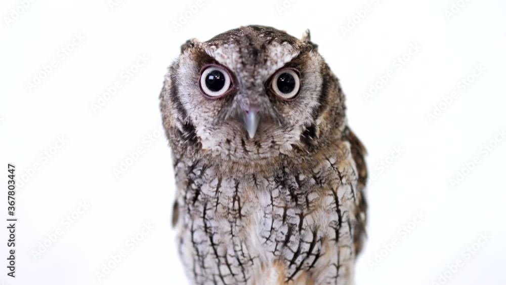 Tropical Screech Owl Close-up portrait on white background Focused on the eyes Tropical Screech Owl Close-up portrait on white background Focused on the eyes