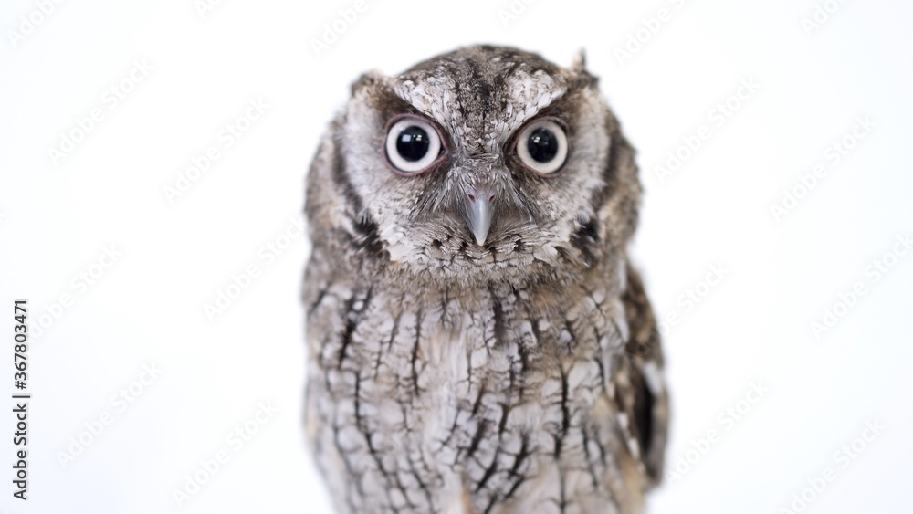 Tropical Screech Owl Close-up portrait on white background Focused on the eyes Tropical Screech Owl Close-up portrait on white background Focused on the eyes