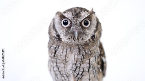 Tropical Screech Owl Close-up portrait on white background Focused on the eyes