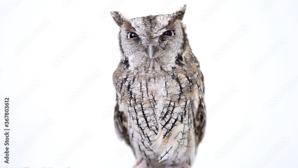 Tropical Screech Owl Close-up portrait on white background Focused on the eyes Tropical Screech Owl Close-up portrait on white background Focused on the eyes