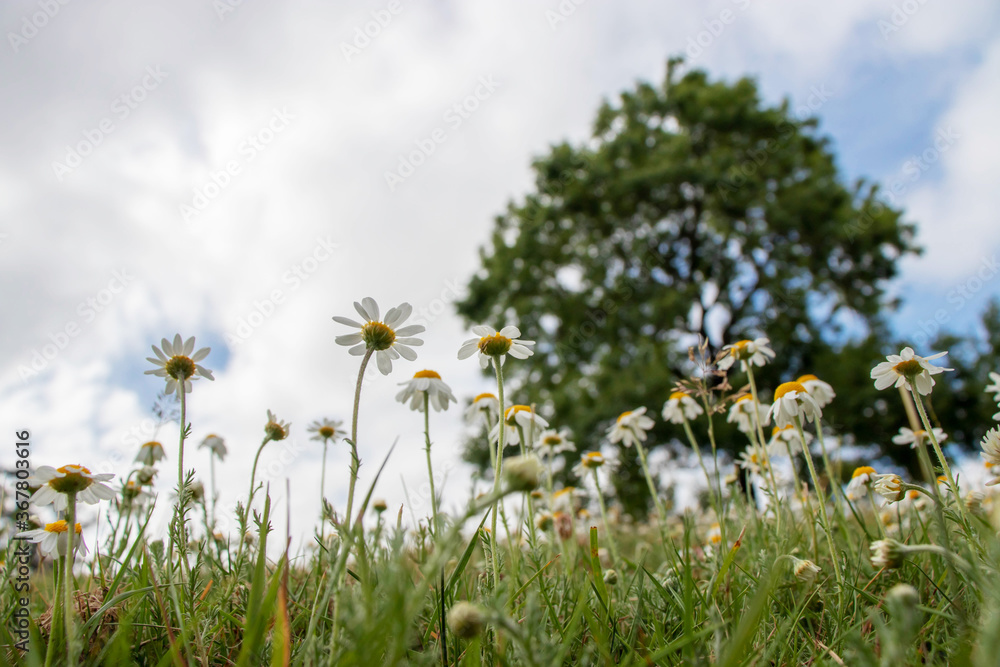 Summer serene landscape with oxeye daisy flowers. Bottom view.