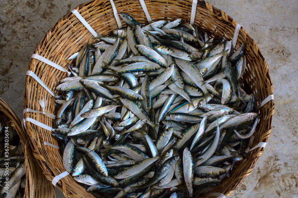 Sardines provenant de la pêche des Togolais. Le port de pêche se trouve dans le quartier de Baguida à Lomé, Togo Sardines provenant de la pêche des Togolais. Le port de pêche se trouve dans le quartier de Baguida à Lomé, Togo