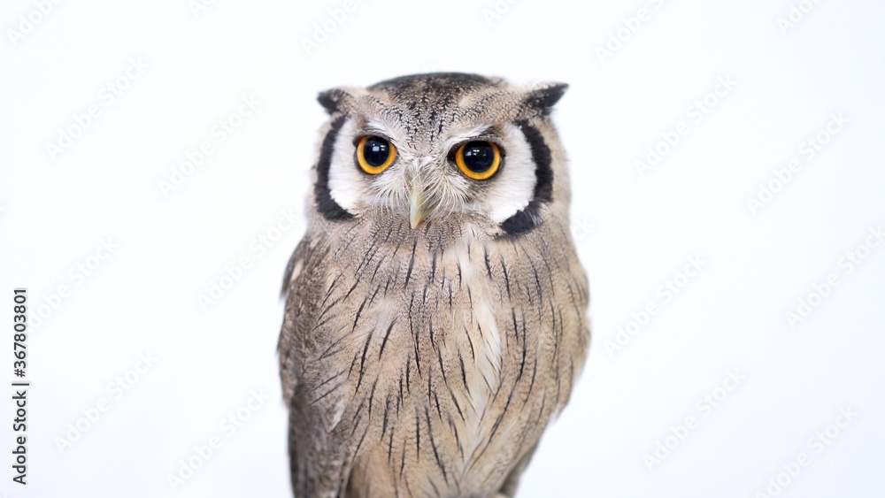 Naklejka premium White Faced Scops Owl Close-up portrait on white background Focused on the eyes