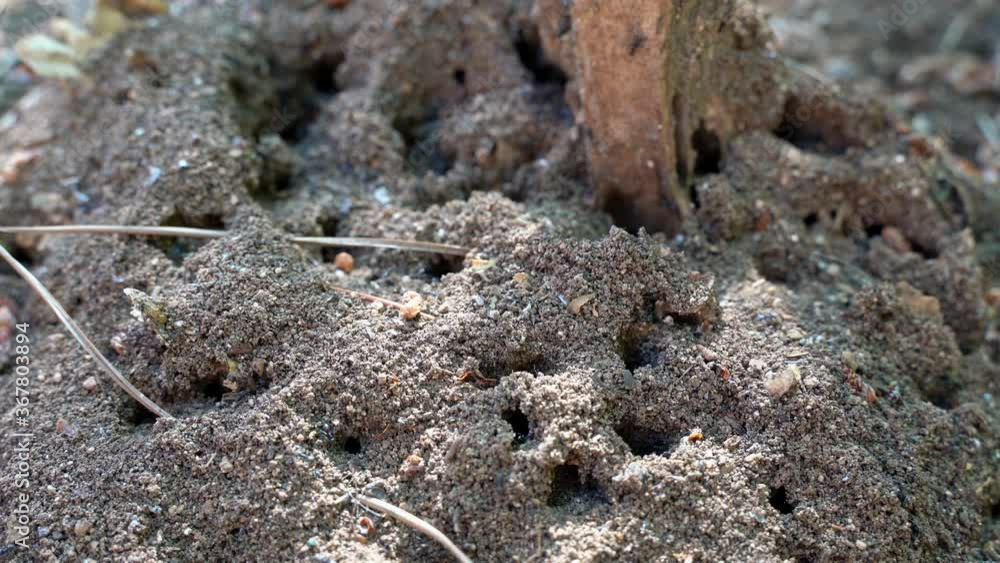 Insect life, black insects on the ground. Macro footage of insects. Rainy season and black insects. Ants by the anthill at walk, selective focus. Black ants on the ground. Insect life, black insects on the ground. Macro footage of insects. Rainy season and black insects. Ants by the anthill at walk, selective focus. Black ants on the ground.