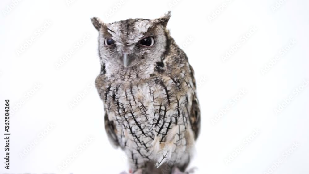 Tropical Screech Owl Close-up portrait on white background Focused on the eyes Tropical Screech Owl Close-up portrait on white background Focused on the eyes