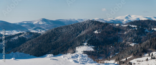 Mountains forest and snow. Carpathians Ukraine