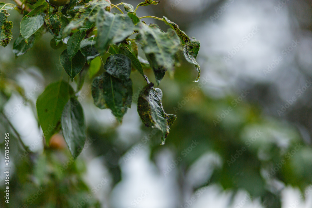 Close-up of wet granny smith apples growing on tree during rainy season Close-up of wet granny smith apples growing on tree during rainy season
