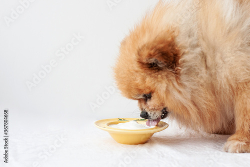 A small dog, a Pomeranian, stands near a yellow bowl of yogurt and eats from it