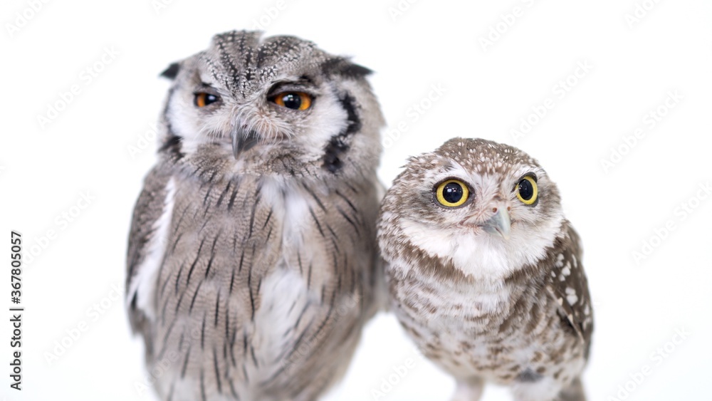 White Faced Scops Owl Spotted Little Owl Close-up portrait on white background Focused on the eyes White Faced Scops Owl Spotted Little Owl Close-up portrait on white background Focused on the eyes