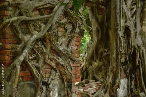 bodhi tree trunk and root cover wall in Wat  Lek Tham Kit ancient Buddhist temple in Thailand