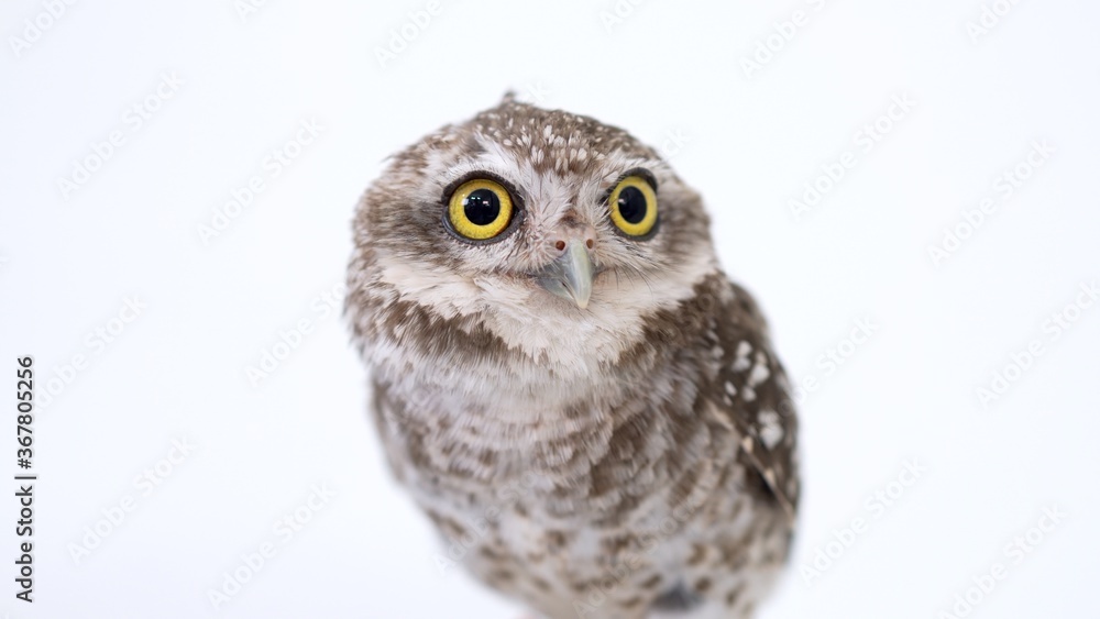 Spotted Little Owl Close-up portrait on white background Focused on the eyes Spotted Little Owl Close-up portrait on white background Focused on the eyes