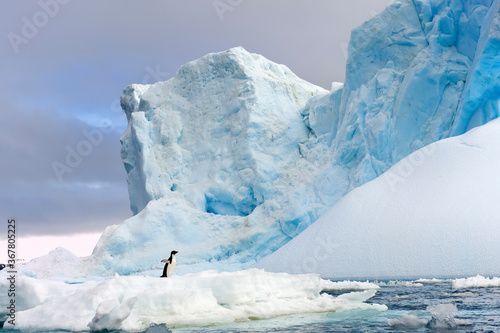 Adelie penguin (Pygoscelis adeliae) standing on an iceberg, Antarctic Sound, Antarctic Peninsula