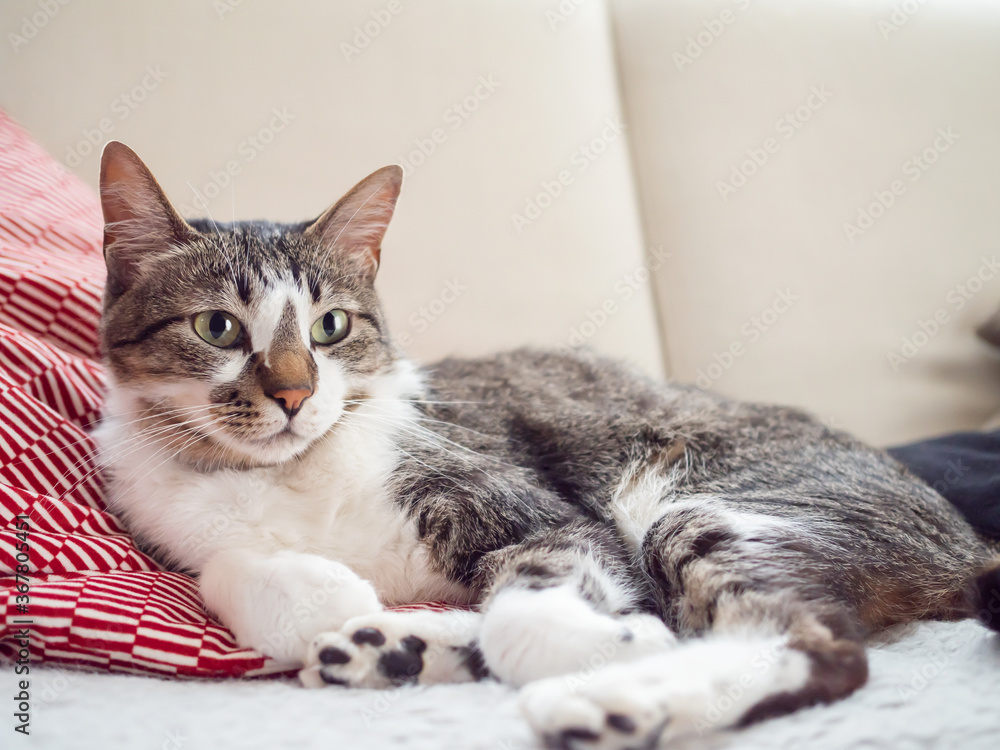 Plakat ソファの上でくつろぐ猫