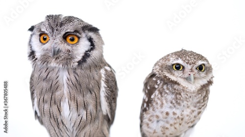 White Faced Scops Owl Spotted Little Owl Close-up portrait on white background Focused on the eyes