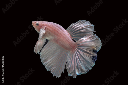 Photography Siamese betta fighting fish in black background
