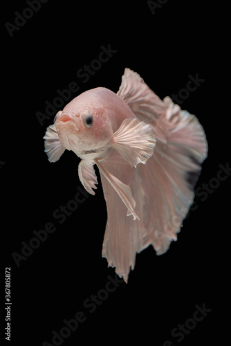 Siamese betta fighting fish in black background © DS light photography