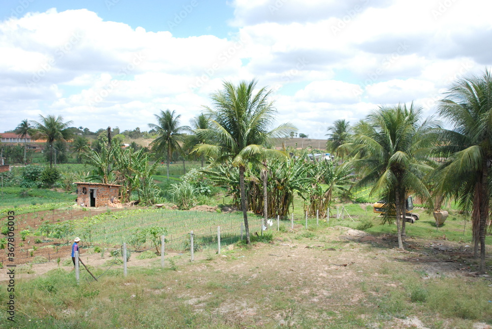 Plantação de legumes e hortaliças ás margens da BR232 no município de Pombos-PE Plantação de legumes e hortaliças ás margens da BR232 no município de Pombos-PE
