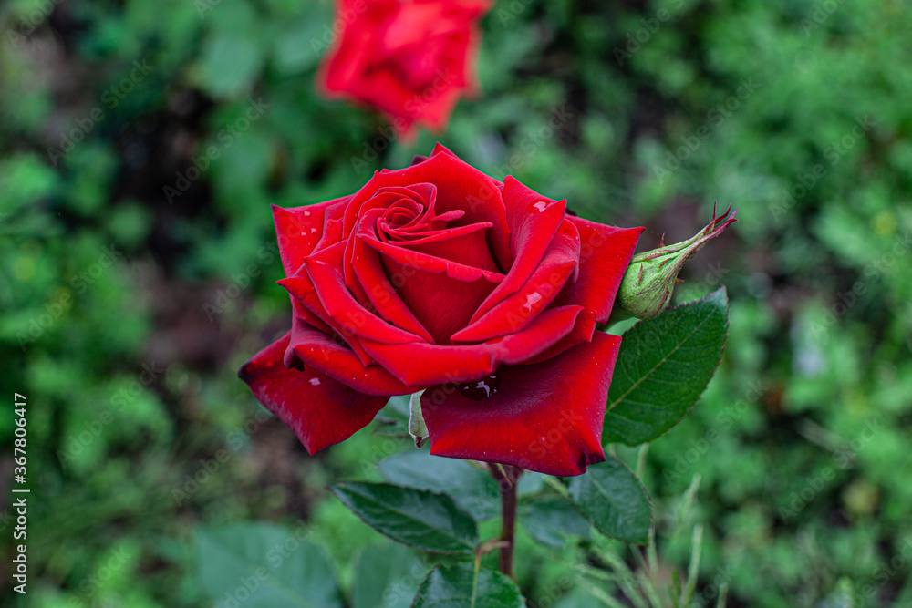 Big single red rose flower in summer flower garden in cloudy day Big single red rose flower in summer flower garden in cloudy day
