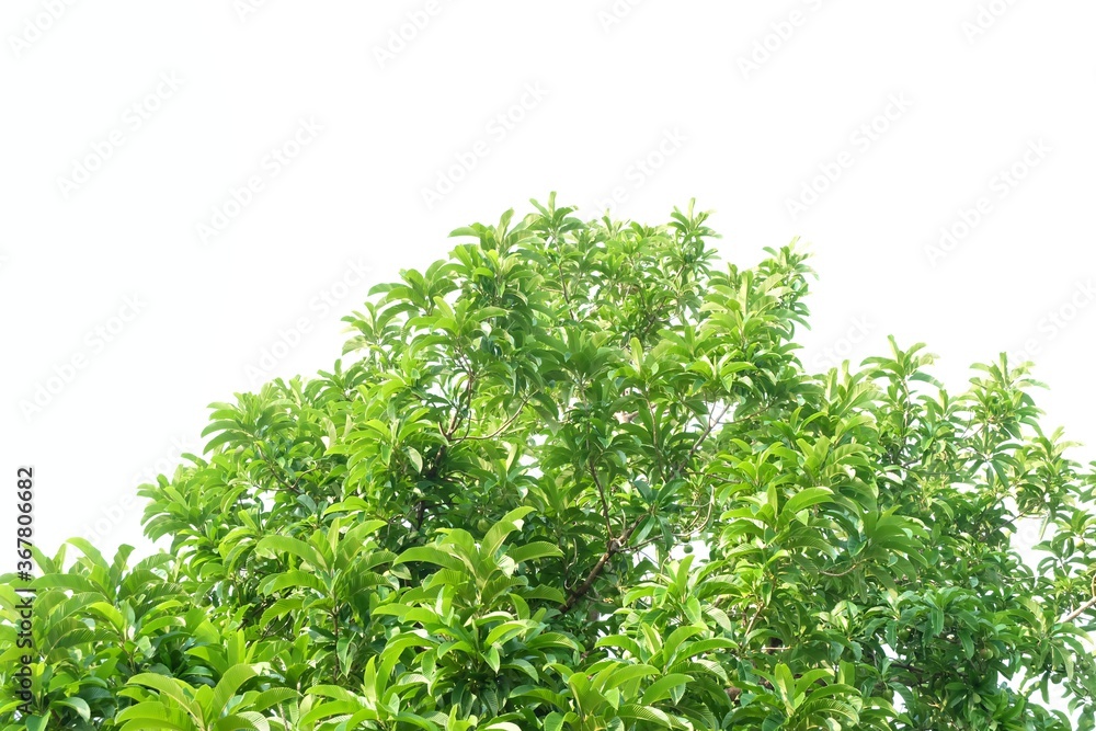 Elephant apple tree with leaves branches on white isolated background for green foliage backdrop and sunlight Elephant apple tree with leaves branches on white isolated background for green foliage backdrop and sunlight