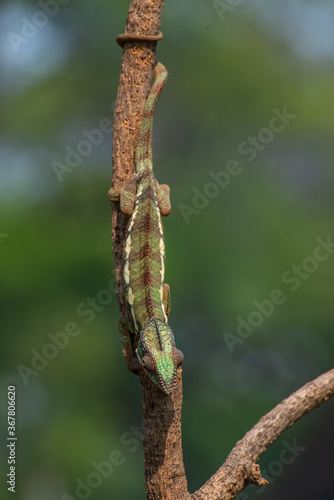 Panther chameleon catch its prey